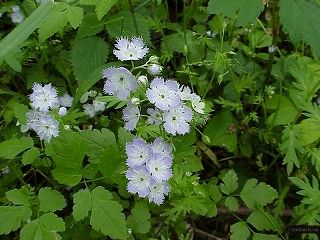 s-Phacelia800