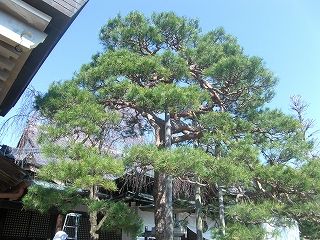アカマツの樹勢回復 | 樹木医ブログ