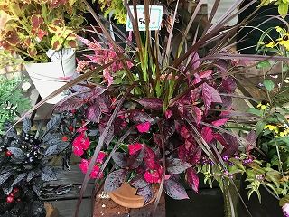 s-寄せ植え１